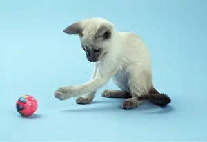 Balls: SIAMESE CAT - kitten plays with ball