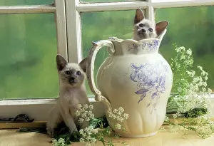 Jugs: Siamese Cat - two kittens, one in jug