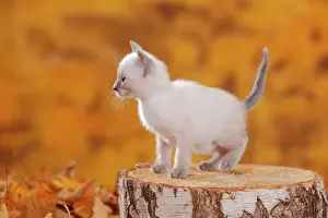 Siamese: Siamese cat old type, kitten, blue-point, Thai cat