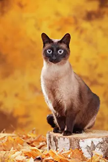 Tomcat: Siamese cat old type, tomcat, seal-point, Thai cat