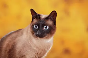 Tomcat: Siamese cat old type, tomcat, seal-point, Thai cat