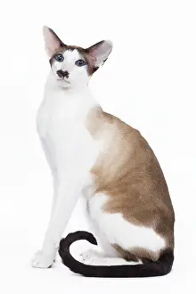 Moustache: Siamese Cat - seal point & white with 'moustache'