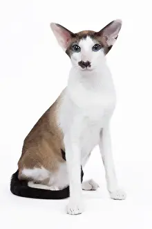 Moustache: Siamese Cat - seal point & white with 'moustache'
