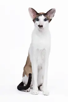 Moustache: Siamese Cat - seal point & white with 'moustache'