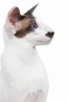 Moustache: Siamese Cat - seal point & white with 'moustache'