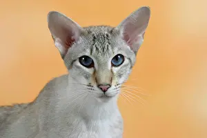 300517: Siamese Cat, seal-tortie-tabby-point