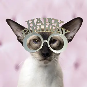 300719: Siamese Cat wearing happy birthday sunglasses / glasses