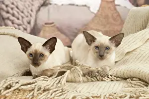 Friiends: Siamese cats indoors