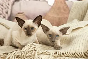 Friiends: Siamese cats indoors