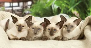Friiends: Siamese cats indoors