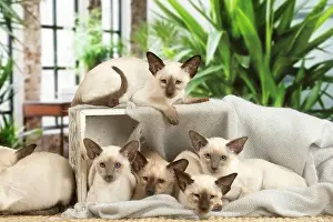 Friiends: Siamese cats indoors