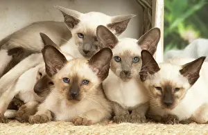 Friiends: Siamese cats indoors