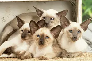 Friiends: Siamese cats indoors