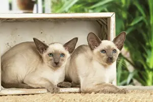Friiends: Siamese cats indoors