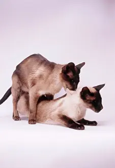 Toms: Siamese cats - mating