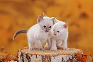 Siamese: Siamese cats old type, two kittens, blue-point and