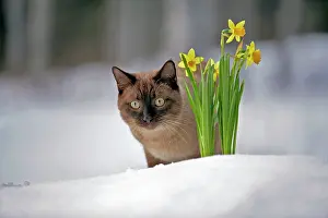 Pointed: Siamese chocolate point standing on snow by spring flowers