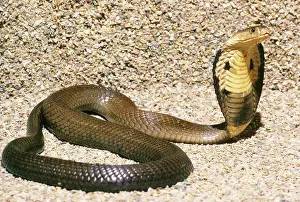 Elapidae: Siamese Cobra