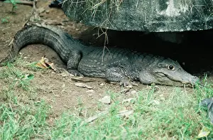 Siamensis: Siamese Crocodile