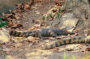 Siamensis: Siamese Crocodile