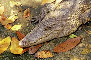 Siamensis: Siamese CROCODILE