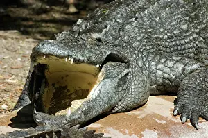 Croc: Siamese Crocodile