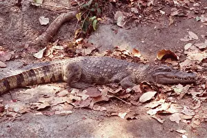 Masahiro Iijima: SIAMESE CROCODILE