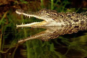 Siamese: Siamese Crocodile, Crocodylus siamensis