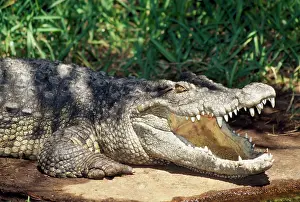 Siamensis: Siamese Crocodile- mouth open