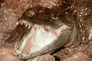 Siamese: SIAMESE CROCODILE - with mouth open