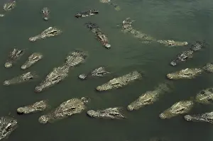 Crocs: Siamese Crocodiles