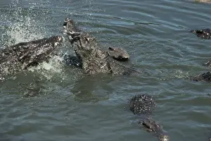 Crocs: Siamese Crocodiles