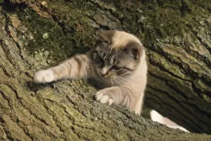 Crossbreed: Siamese cross kitten playing on a tree trunk
