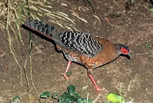 Diardi: Siamese / Diard's Fireback Pheasant - female