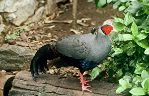 Diardi: Siamese / Diard's Fireback Pheasant - male