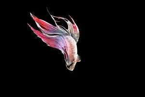 Betta: Siamese Fighting Fish