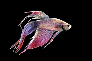 Betta: Siamese Fighting Fish