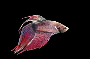 Betta: Siamese Fighting Fish