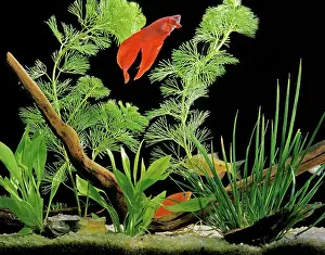 Tanks: Siamese Fighting Fish