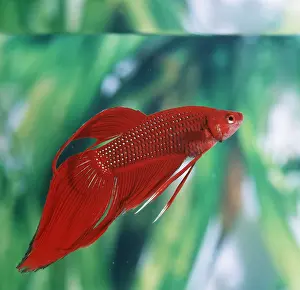 Refraction: Siamese Fighting Fish
