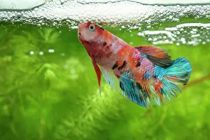 Splendens: Siamese fighting fish (Betta splendens) Fighting