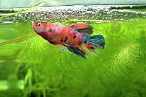Splendens: Siamese fighting fish (Betta splendens) Fighting