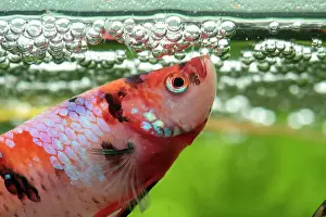 Splendens: Siamese fighting fish (Betta splendens) Fighting