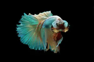 Attractive: Siamese fighting fish (Betta splendens) male on