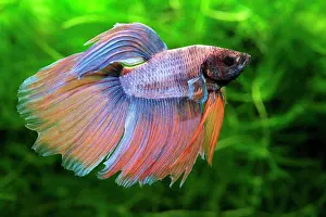 Splendens: Siamese fighting fish (Betta splendens) male, fins