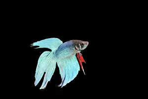 Betta: Siamese Fighting Fish - Blue form male, display, side view