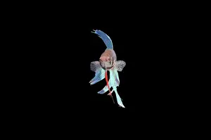 Betta: Siamese Fighting Fish - Blue form male, displaying