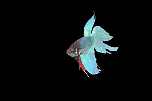 Betta: Siamese Fighting Fish - Blue form male, displaying