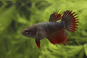 Splendens: Siamese fighting fish Crowntail male