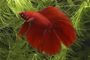 Splendens: Siamese fighting fish Delta and aquarium plants